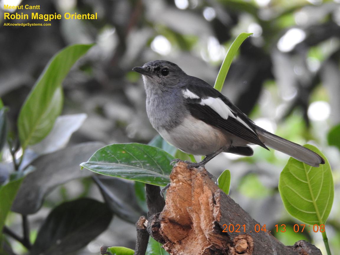 Magpie Robin (40) Coming Soon